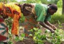 Ghana signals readiness to explore MoU on green development with China