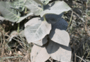 How crushed stone could help fight climate change