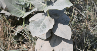 How crushed stone could help fight climate change