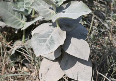 How crushed stone could help fight climate change