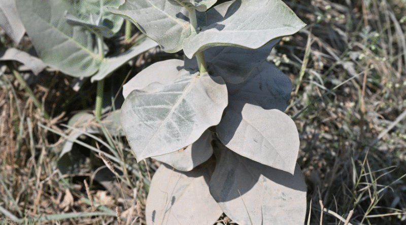 How crushed stone could help fight climate change